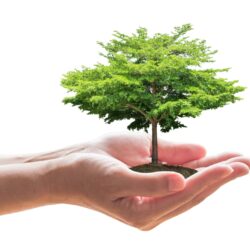 Kup stromy, my je zasadíme