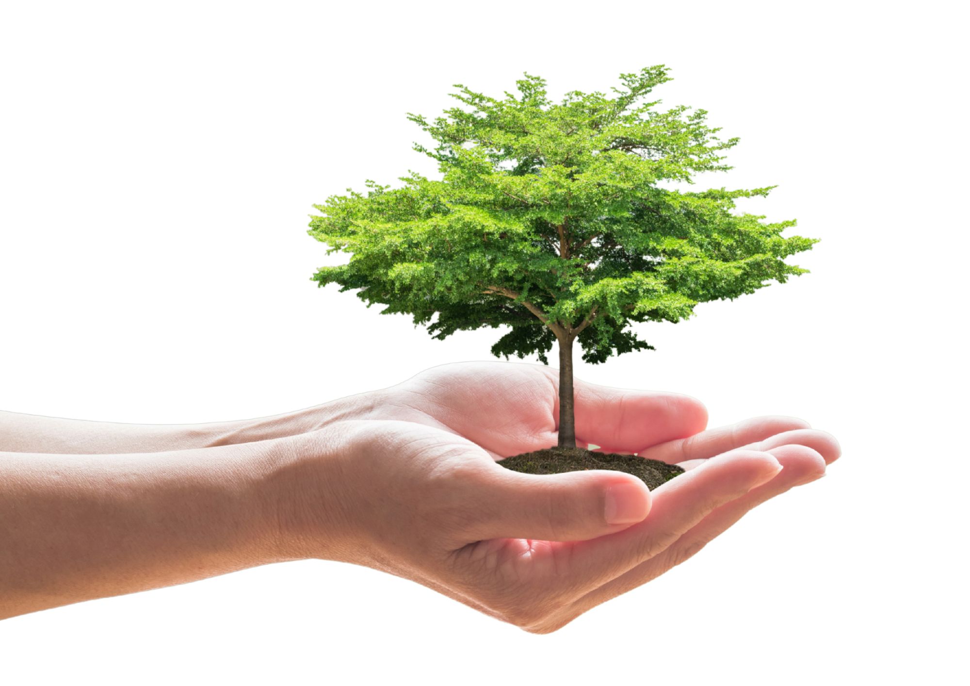 Kup stromy, my je zasadíme 1 Kup stromy, my je zasadíme