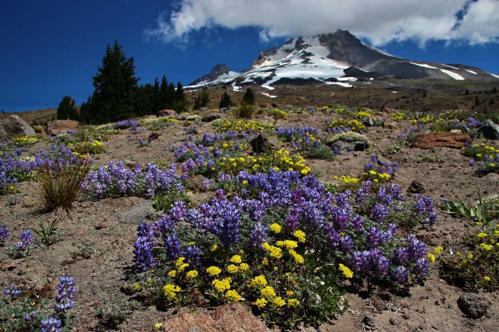 Crater Lake NP, Mt Hood, jezero Blanca a Glacier NP 115