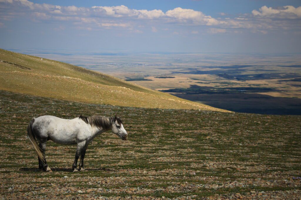 Crater Lake NP, Mt Hood, jezero Blanca a Glacier NP 132