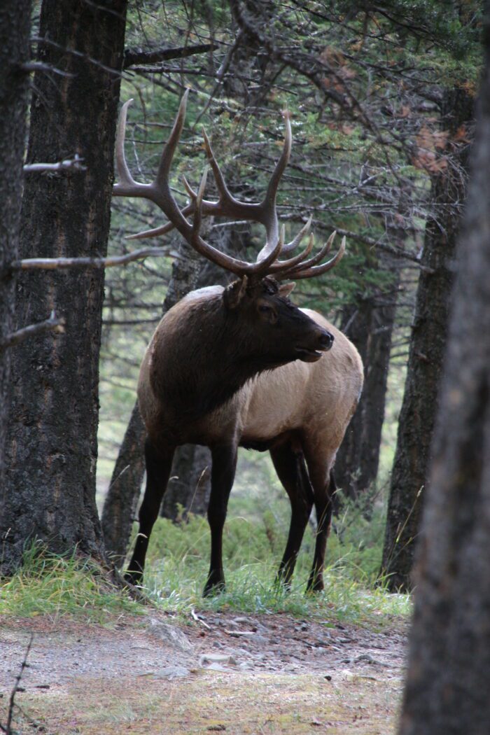 Banff Jasper 15