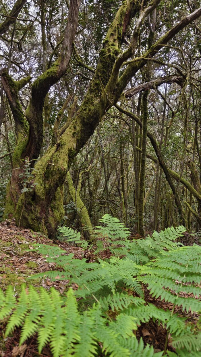 La Gomera: 25 tipů, co vidět a dělat 3