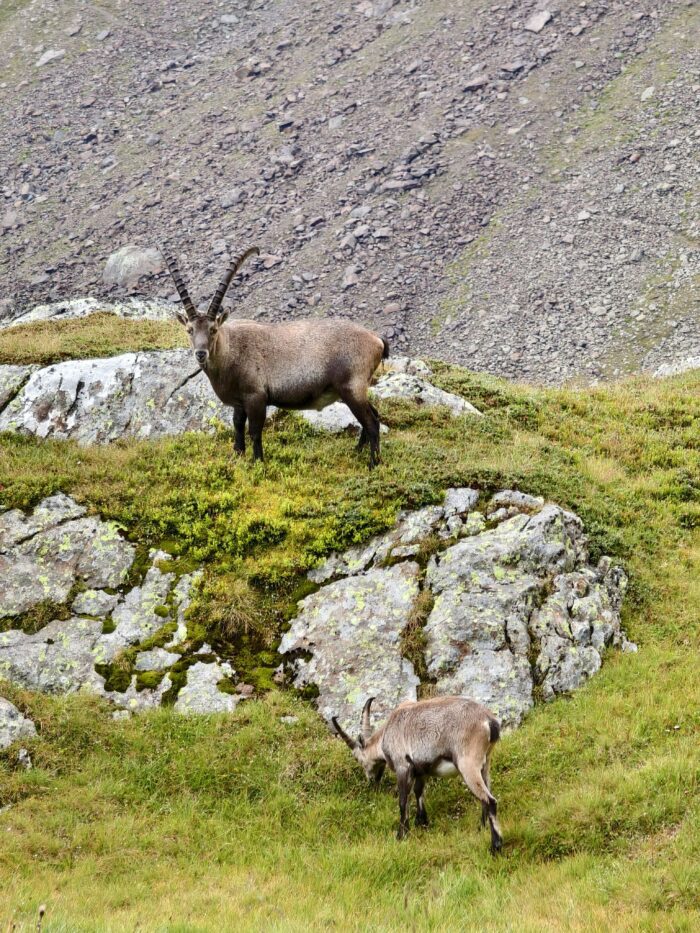 Stubai Höhenweg: Jedna z nejkrásnějších dálkových tras v Rakousku 15