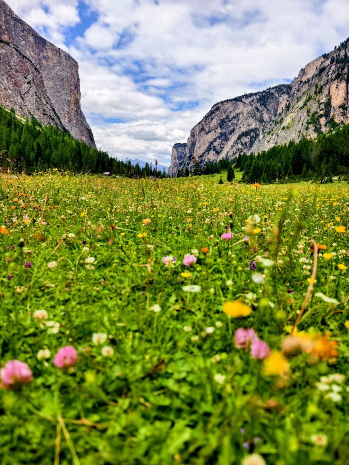 Dolomity na podzim: 15 tipů na zlaté modříny bez davů 7 Alpská louka s pestrými polními květinami v údolí Vallunga (Langental) v Dolomitech